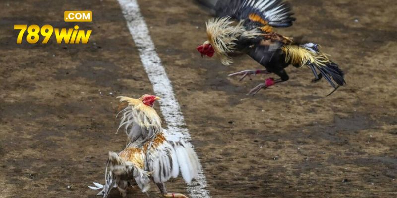Người chơi có thể lựa chọn đá gà cựa dao để tham gia cá độ